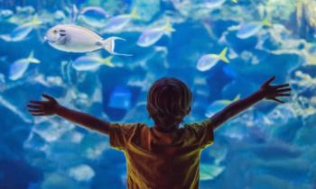 Κατασκευάζεται ενυδρείο «γίγας» στη Θεσσαλονίκη με 2.000 ψάρια