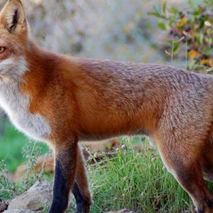Ξεκινάει ο από αέρος εμβολιασμός με δολώματα κατά της λύσσας των κόκκινων αλεπούδων