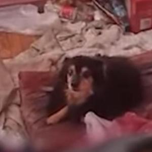 Είχαν εγκαταλείψει δύο σκυλιά σε διαμέρισμα στο Ωραιόκαστρο